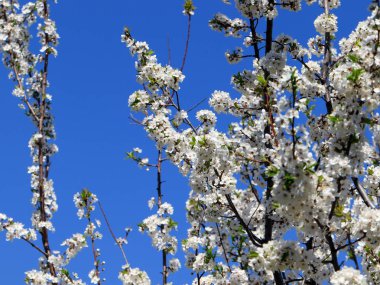 güzel bahar çiçekleri kiraz ağacı dalları üzerinde 