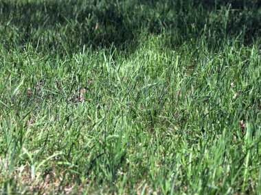 güzel yeşil çimenlerin üzerinde bir ev çim 