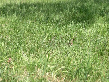 güzel yeşil çimenlerin üzerinde bir ev çim 