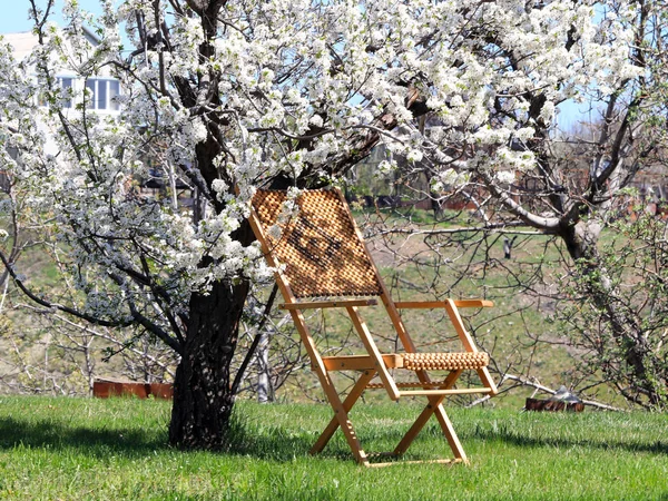 Chaise Longue Jardin Bois Sur Pelouse Côté Arbre Fleurs — Photo