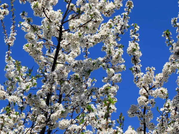 Bellissimi Fiori Primaverili Sui Rami Ciliegio — Foto Stock