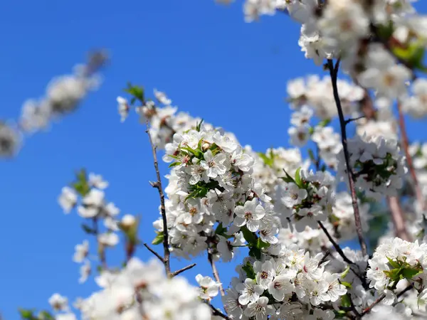 Bellissimi Fiori Primaverili Sui Rami Ciliegio — Foto Stock