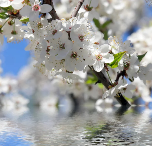 Abstrakt Bakgrundsbild Apple Trädgren Med Blommor Och Vatten — Stockfoto