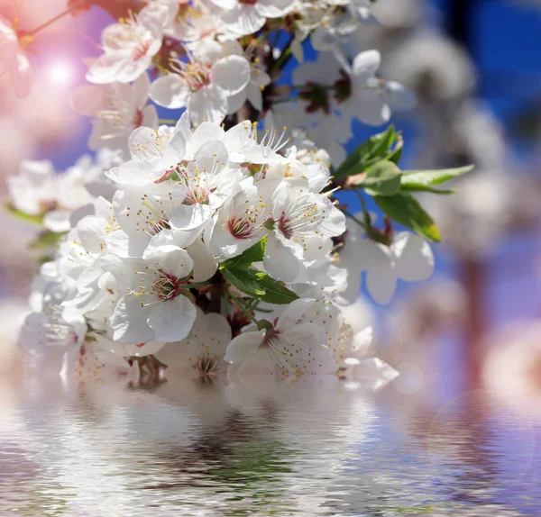 Immagine Astratta Sfondo Del Ramo Melo Con Fiori Acqua — Foto Stock