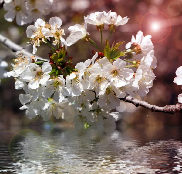 Abstraktes Hintergrundbild Von Apfelbaumzweig Mit Blumen Und Wasser — Stockfoto