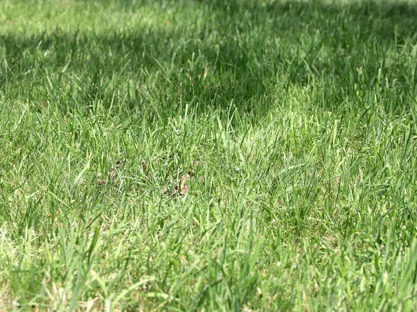 Piękne Zielone Trawy Trawniku Rezydencji — Zdjęcie stockowe