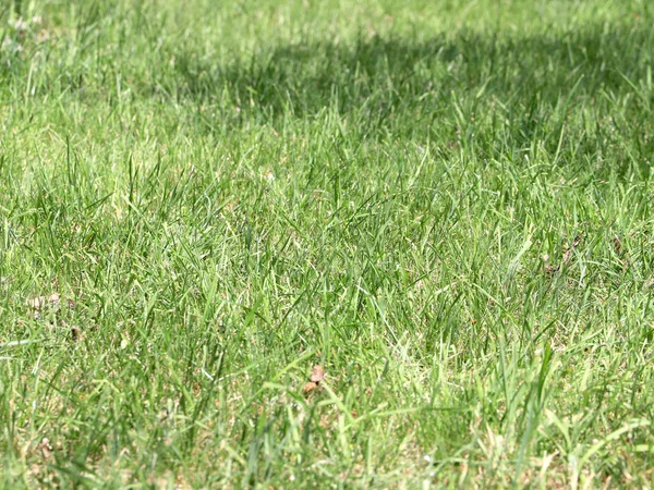カントリー ハウスの芝生の上の美しい緑の草 — ストック写真