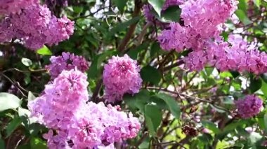 güzel bir bahar parkta Leylak ağacı çiçek açan 