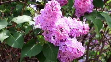 güzel bir bahar parkta Leylak ağacı çiçek açan 