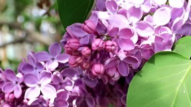 güzel bir bahar parkta Leylak ağacı çiçek açan 