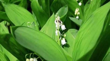 güzel orman lily vadi vahşi yaşam unsuru olarak 