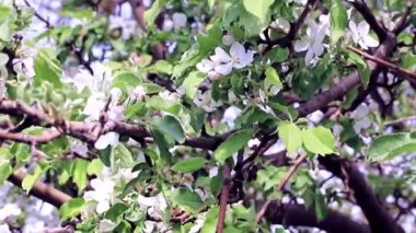 muhteşem beyaz taze çiçekler bahar elma ağacının dalları üzerinde 