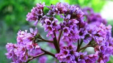 bir çok yıllık tıbbi bitki bahçe badan güzel bahar çiçekleri 