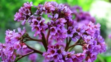 bir çok yıllık tıbbi bitki bahçe badan güzel bahar çiçekleri 