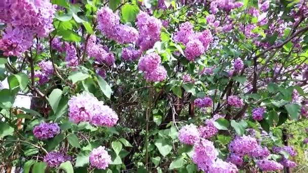 Bela Árvore Lilás Florescendo Parque Primavera — Vídeo de Stock