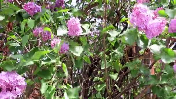 Vackra Blommande Lila Träd Spring Park — Stockvideo