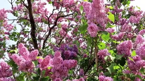 Hermoso Árbol Lilas Flor Parque Primavera — Vídeos de Stock