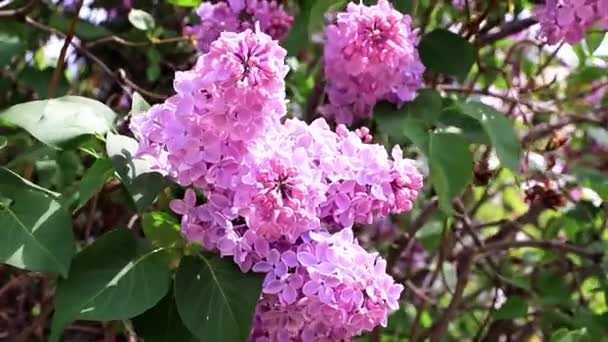 Hermoso Árbol Lilas Flor Parque Primavera — Vídeos de Stock