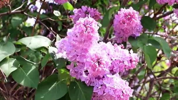 春天公园里美丽盛开的丁香树 — 图库视频影像