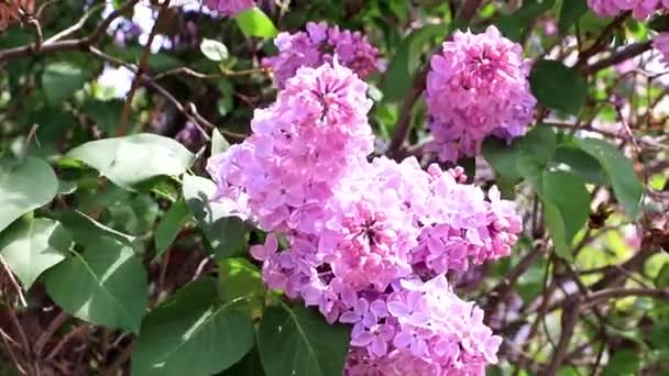 Beautiful Blooming Lilac Tree Spring Park — Stock Video