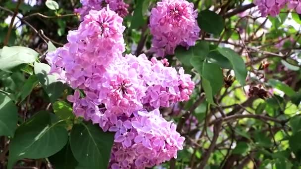 Vackra Blommande Lila Träd Spring Park — Stockvideo