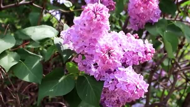 Beautiful Blooming Lilac Tree Spring Park — Stock Video