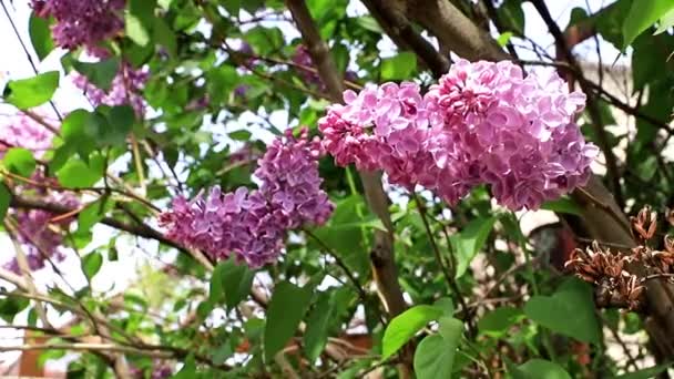 春公園のライラックの木に咲いて美しい — ストック動画