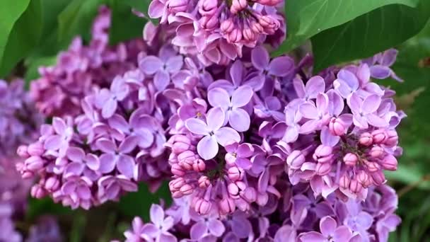 Beautiful Blooming Lilac Tree Spring Park — Stock Video