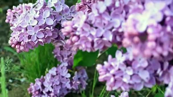 Beautiful Blooming Lilac Tree Spring Park — Stock Video