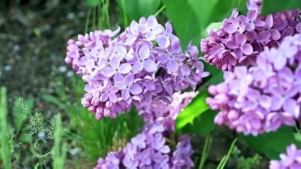 Beautiful Blooming Lilac Tree Spring Park — Stock Video