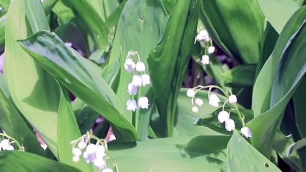 Beautiful Forest Lily Valley Element Wildlife — Stock Video
