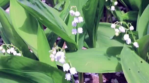 Beautiful Forest Lily Valley Element Wildlife — Stock Video