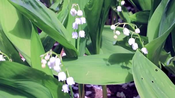 beautiful forest lily of the valley as an element of wildlife 
