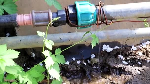 継手と使い古された破れた古いゴム管通過水 — ストック動画
