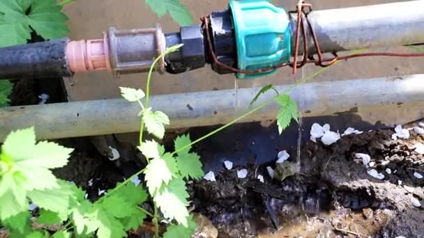 Opotřebovaného Roztržené Staré Gumové Potrubí Imitací Předává Vodě — Stock video