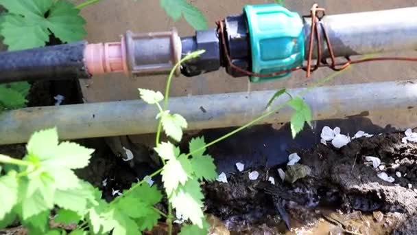 破旧的旧橡胶管与管件通水 — 图库视频影像