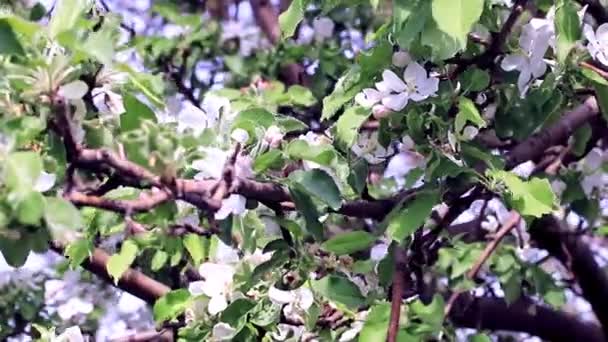 Hermosas Flores Frescas Blancas Las Ramas Del Manzano Primavera — Vídeos de Stock