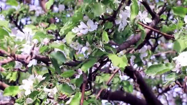 Πανέμορφο Λευκό Φρέσκο Λουλούδια Στα Κλαδιά Του Δέντρου Μήλο Την — Αρχείο Βίντεο