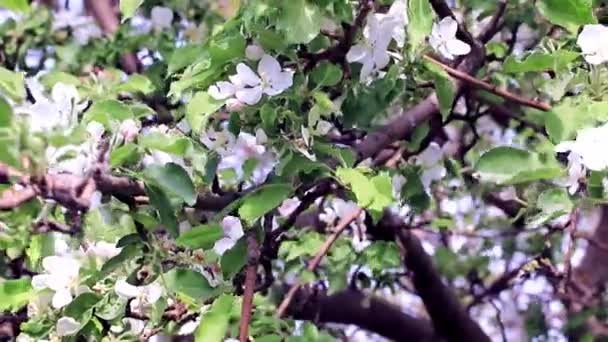 Hermosas Flores Frescas Blancas Las Ramas Del Manzano Primavera — Vídeo de stock