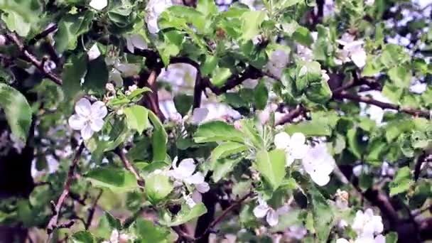 Prachtige Witte Verse Bloemen Takken Van Lente Appelboom — Stockvideo
