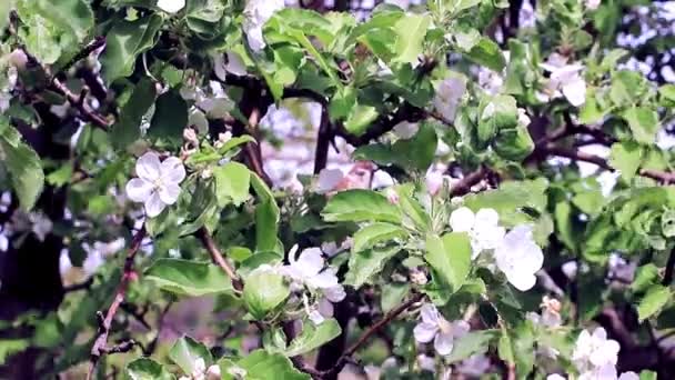 春のリンゴの木の枝にゴージャスな白い新鮮な花 — ストック動画