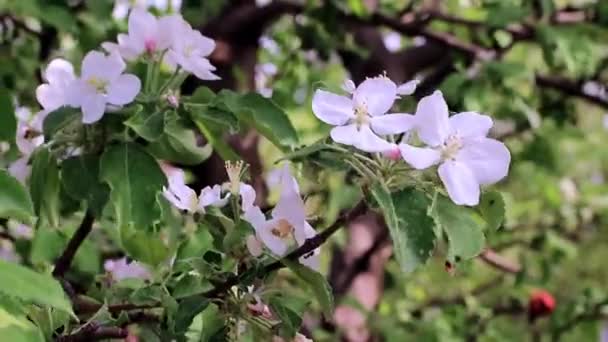 春のリンゴの木の枝にゴージャスな白い新鮮な花 — ストック動画