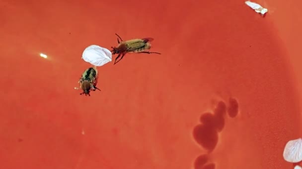 Vilda Skalbaggar Försök Att Komma Behållaren Med Vatten — Stockvideo