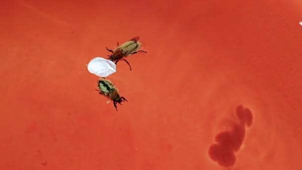 Wild Beetles Try Get Out Container Water — Stock Video