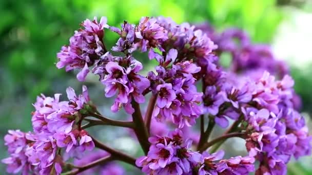 Bellissimi Fiori Primaverili Perenne Badan Giardino Alle Erbe Medicinali — Video Stock