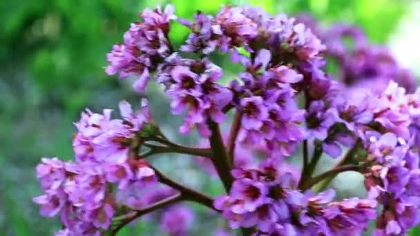 Belas Flores Primavera Uma Erva Medicinal Perene Jardim Badan — Vídeo de Stock