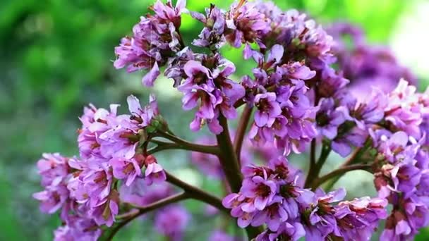 Vackra Vårblommor Perenn Medicinalväxt Trädgård Badan — Stockvideo