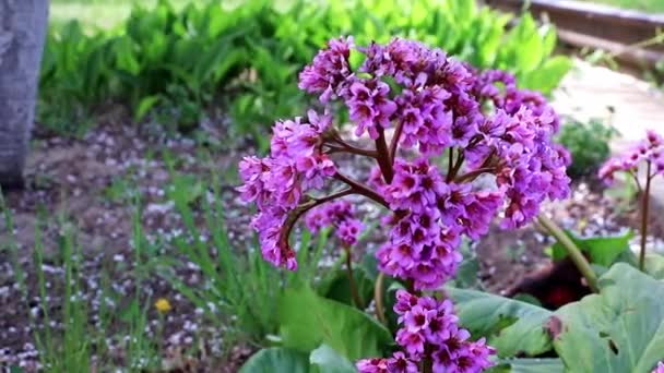 Schöne Frühlingsblumen Eines Mehrjährigen Heilkräutergartens Badan — Stockvideo