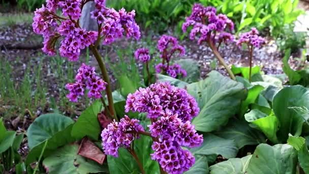 Beautiful Spring Flowers Perennial Medicinal Herb Garden Badan — Stock Video