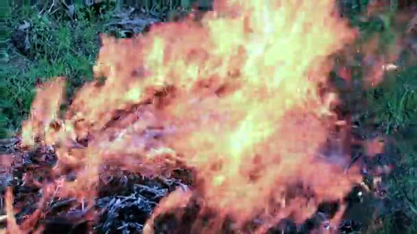 Gęsty Dym Gorące Języki Ognia Pożar Pożar Lasu Stepowy — Wideo stockowe